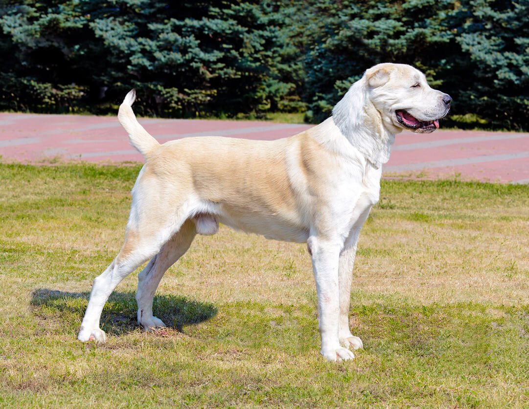 Central Asian Shepherd Dog Puppy